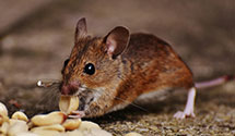 24 Hour & Emergency Exterminators in Marshall University, WV